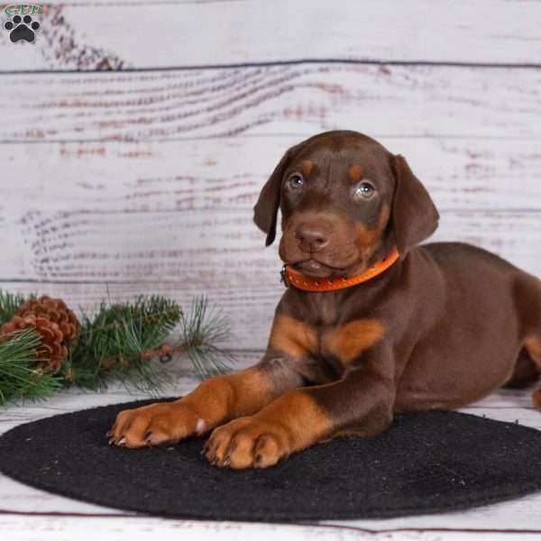 Journey, Doberman Pinscher Puppy